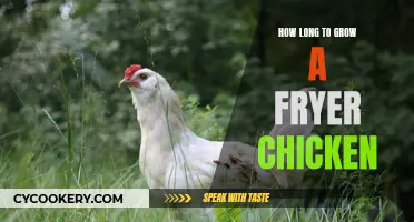 Raising Fryer Chickens: How Long Before They're Ready?