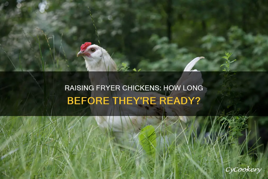 how long to grow a fryer chicken