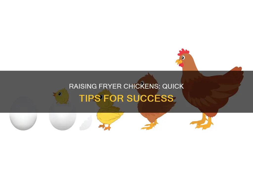 how long to raise a fryer chicken