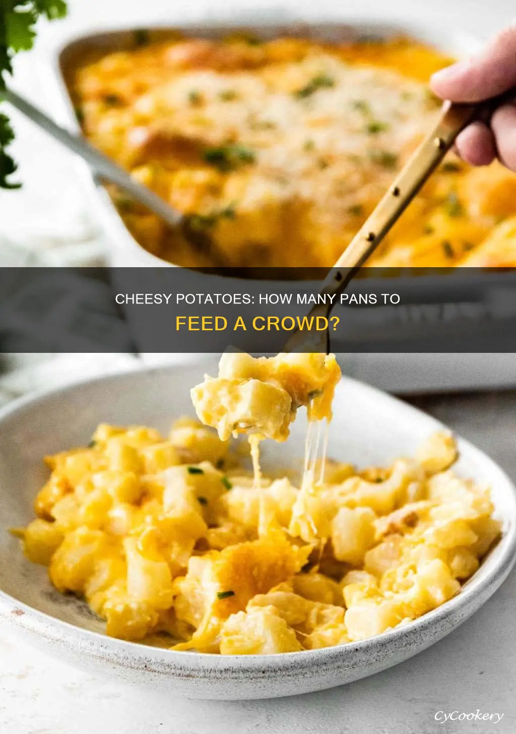 how many 9x13 pans of cheesy potatoes to feed