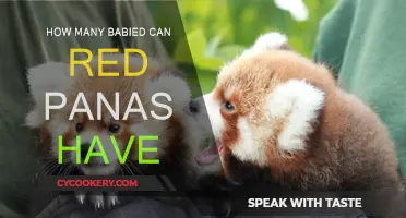 Red Panda Mating: How Many Babies?