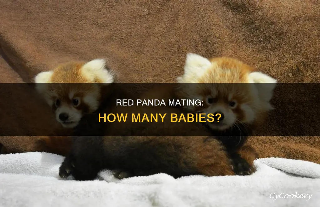 how many babied can red panas have