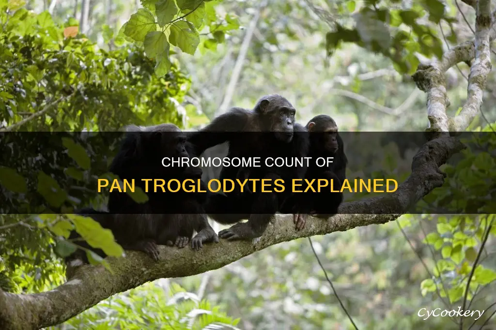how many chromosomes does pan trolodyte have