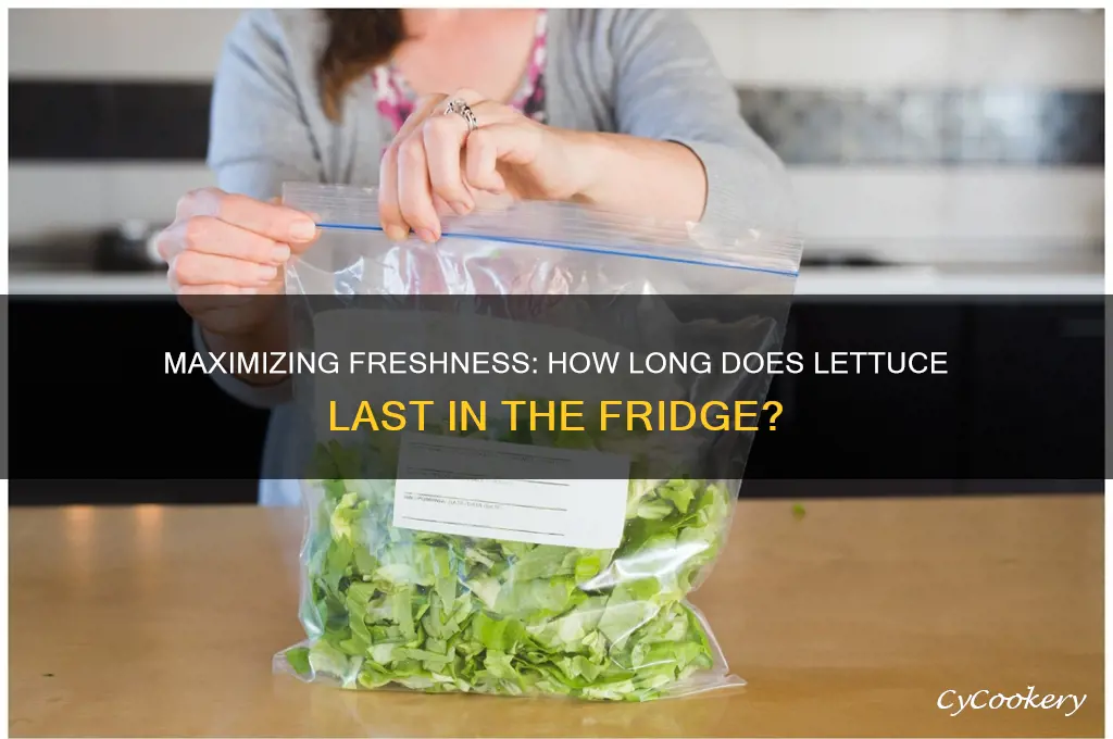 how many days can lettuce stay in the refrigerator