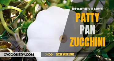Harvesting Patty Pan Zucchini: How Long Does It Take?