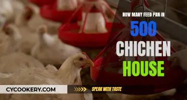 Guide to Feeding 500 Chickens: How Many Feed Pans?