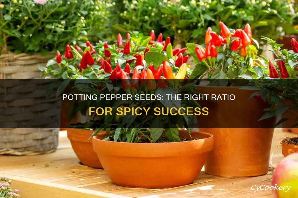 how many hot pepper seeds per pot