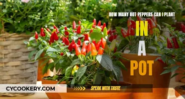 The Spicy Space Saver: Mastering Hot Pepper Planting in Pots