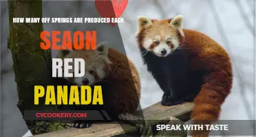 Breeding Season: Red Pandas and Their Offspring