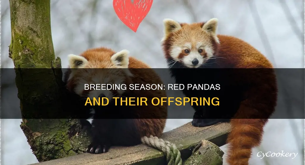 how many off springs are produced each seaon red panada