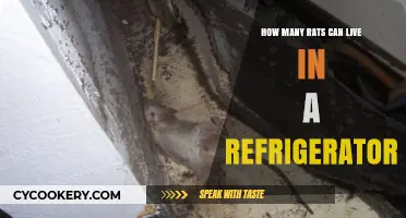 Can Rats Survive in Your Fridge? Surprising Facts Revealed