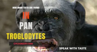 Teeth Count of Pan Troglodytes: A Quick Guide
