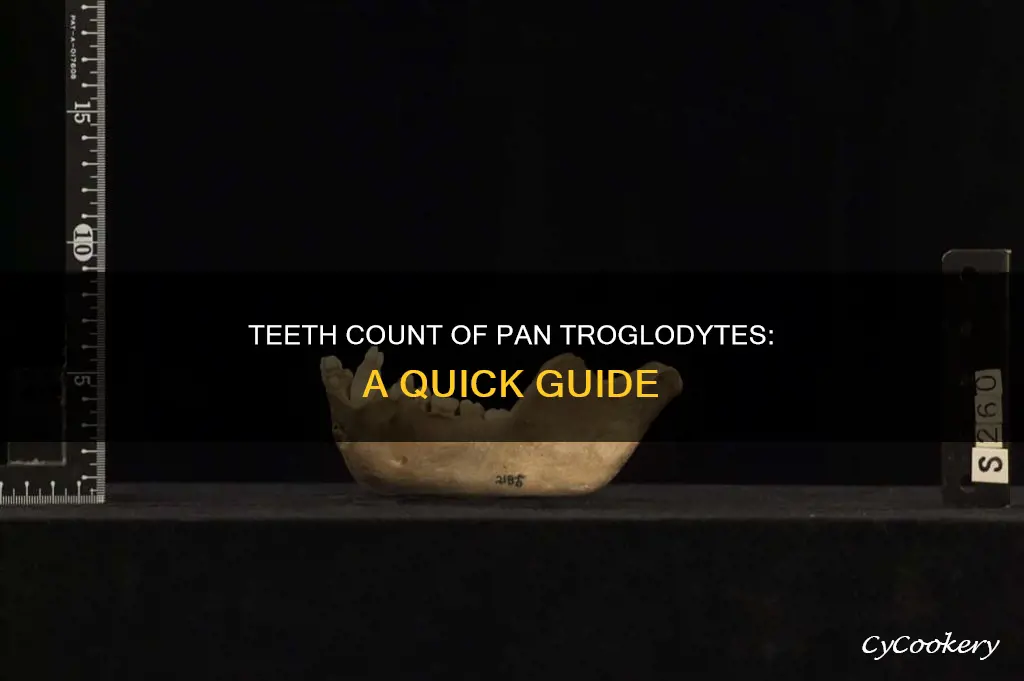 how many teeth are found in pan troglodytes