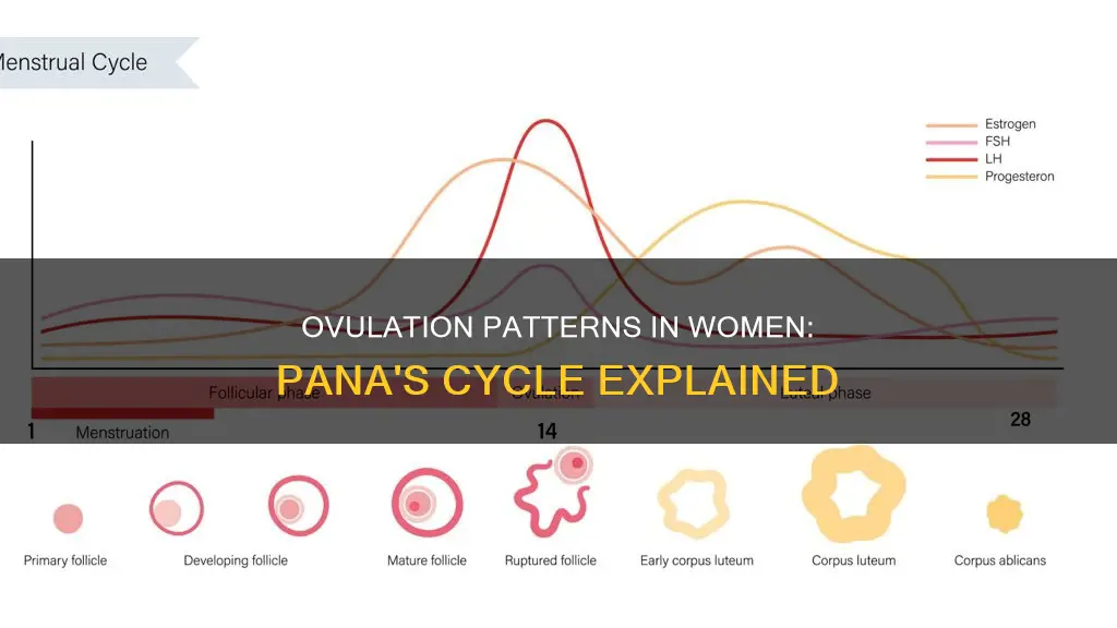 how many times a year do panas ovulate