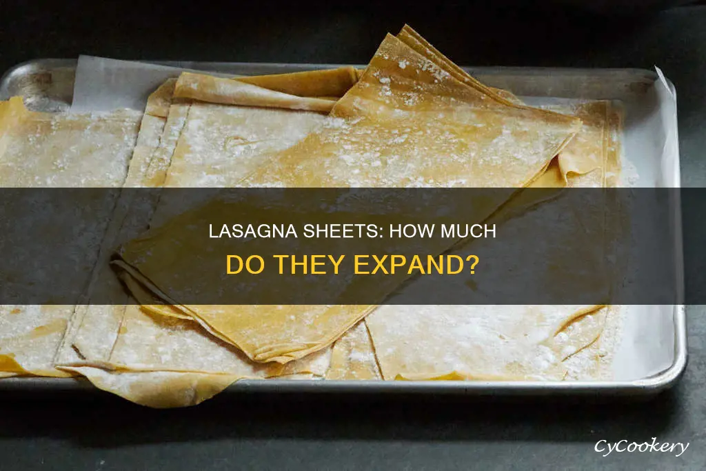 how much do fresh lasagna sheets expand in pan