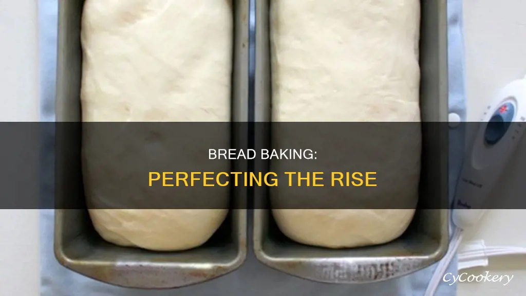 how much should bread rise in pan