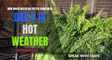 Understanding Potted Ferns' Thirst: Daily Watering Needs in Hot Weather