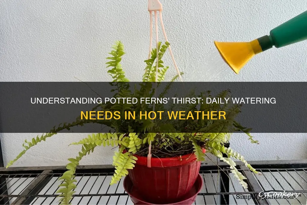 how much water do potted ferns need daily.in hot weather