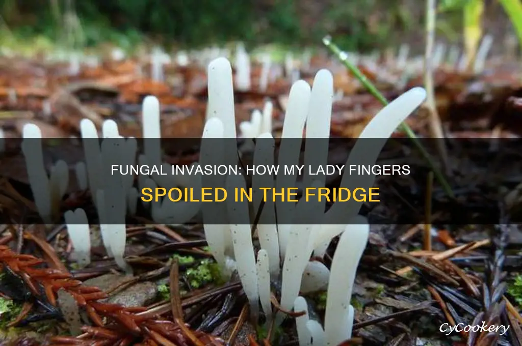 how my lady fingers developed fungi in refrigerator