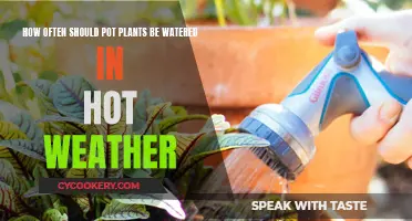 Pot Plants and Summer Heat: Watering Strategies for Survival