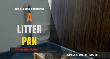 When Can Kittens Use a Litter Box: A Complete Guide