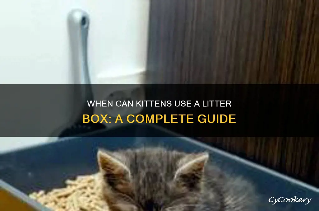 how old does a kitten use a litter pan