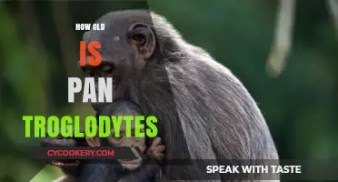 The Age of Pan Troglodytes: Understanding Their Lifespan