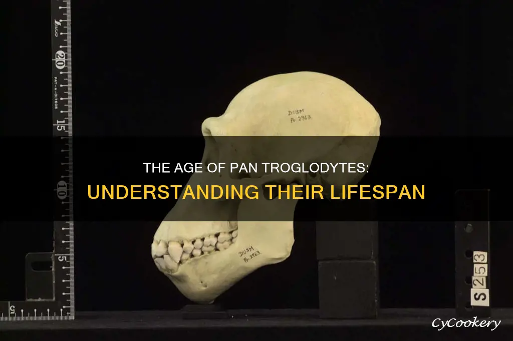 how old is pan troglodytes