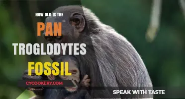 Unveiling the Ancient Origins of Pan Troglodytes