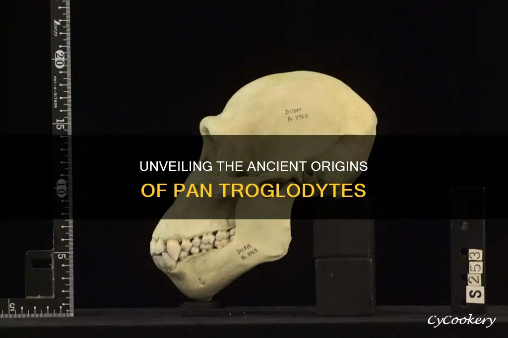 how old is the pan troglodytes fossil