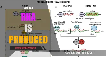 The Making of Pan-RNA: A Comprehensive Guide