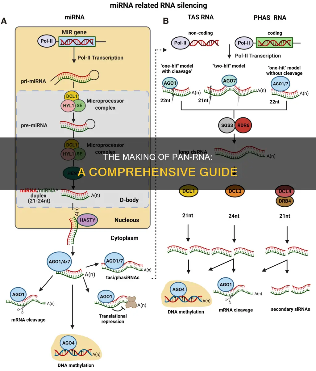 how pan rna is produced