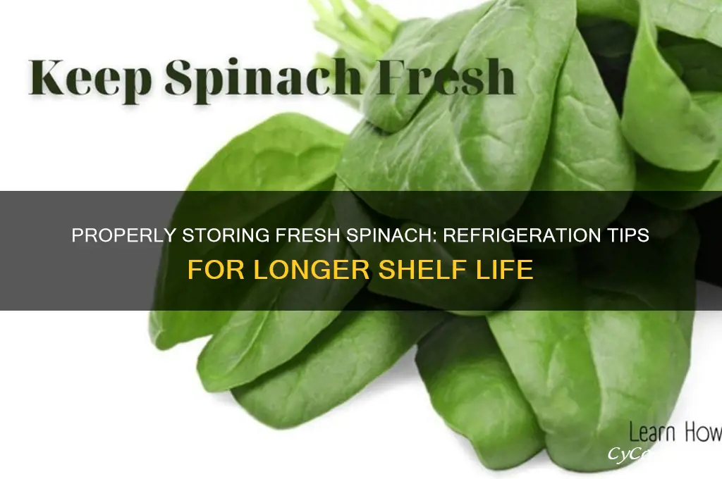 how should fresh store bought spinach be refrigerated