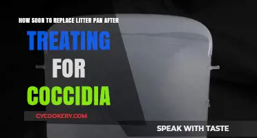 When to Replace Your Cat's Litter Pan After Coccidia Treatment