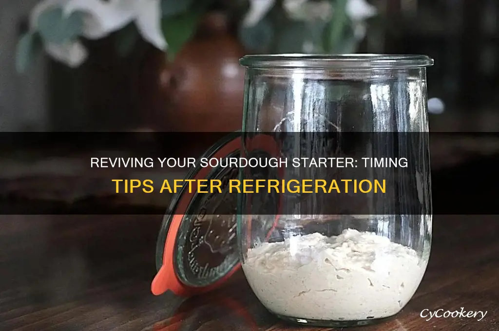 how soon use sourdough starter after removing from refrigerator
