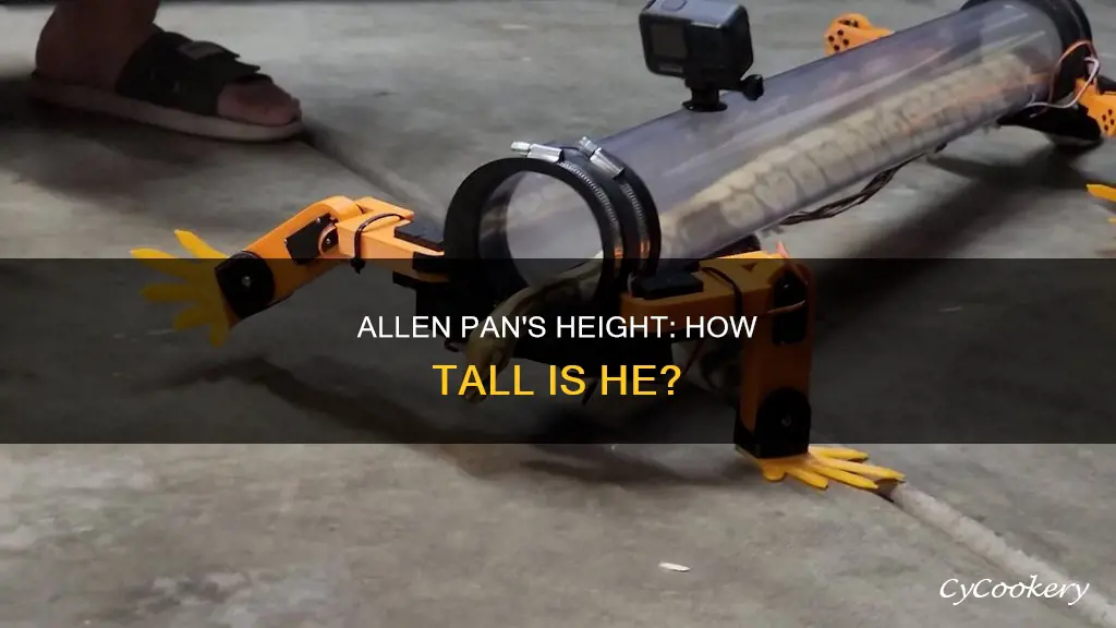 how tall is allen pan