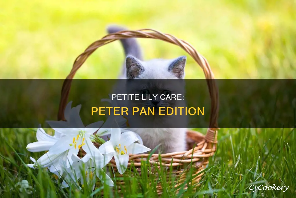 how to care for a pertr pan lily