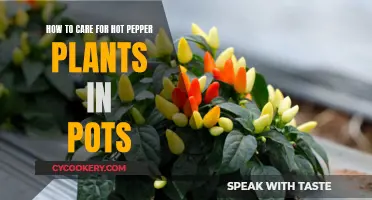 Potted Pepper Passion: A Guide to Nurturing Spicy Container Gardens