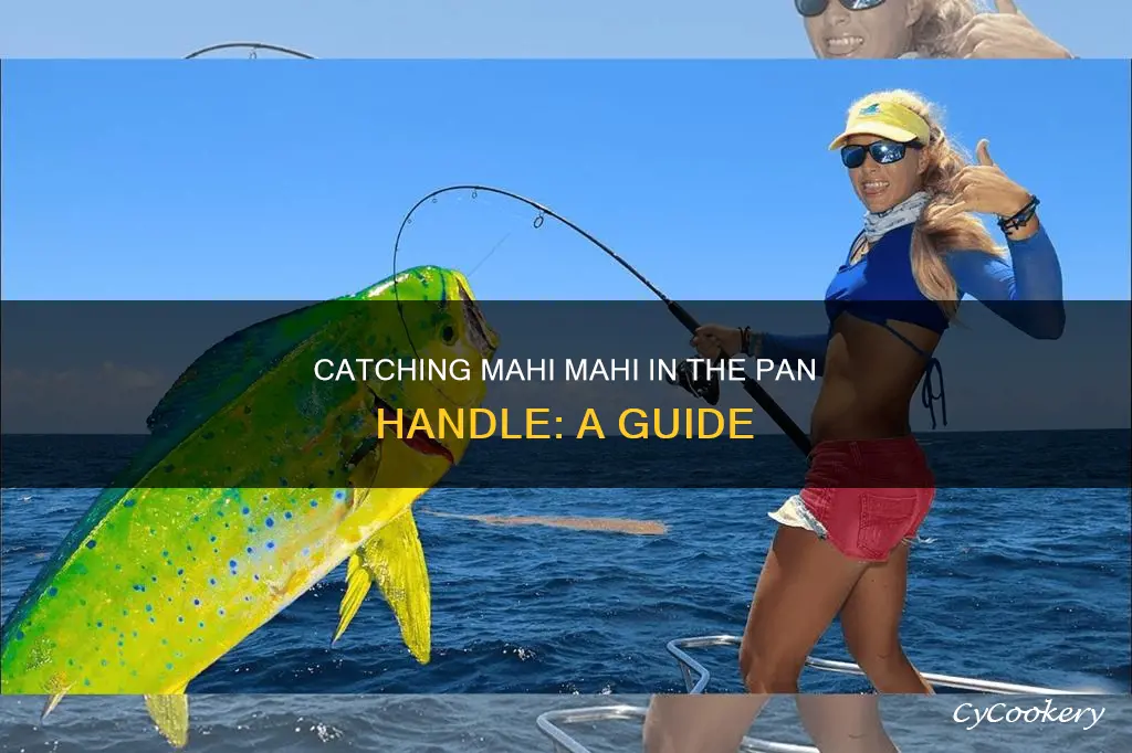 how to catch mahi mahi in the pan handle