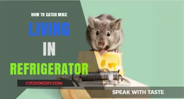 Effective Ways to Catch Mice Hiding in Your Refrigerator