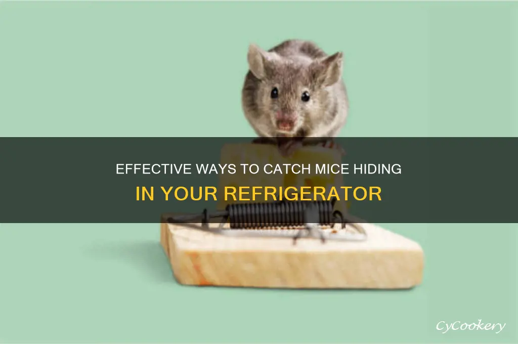 how to catch mice living in refrigerator