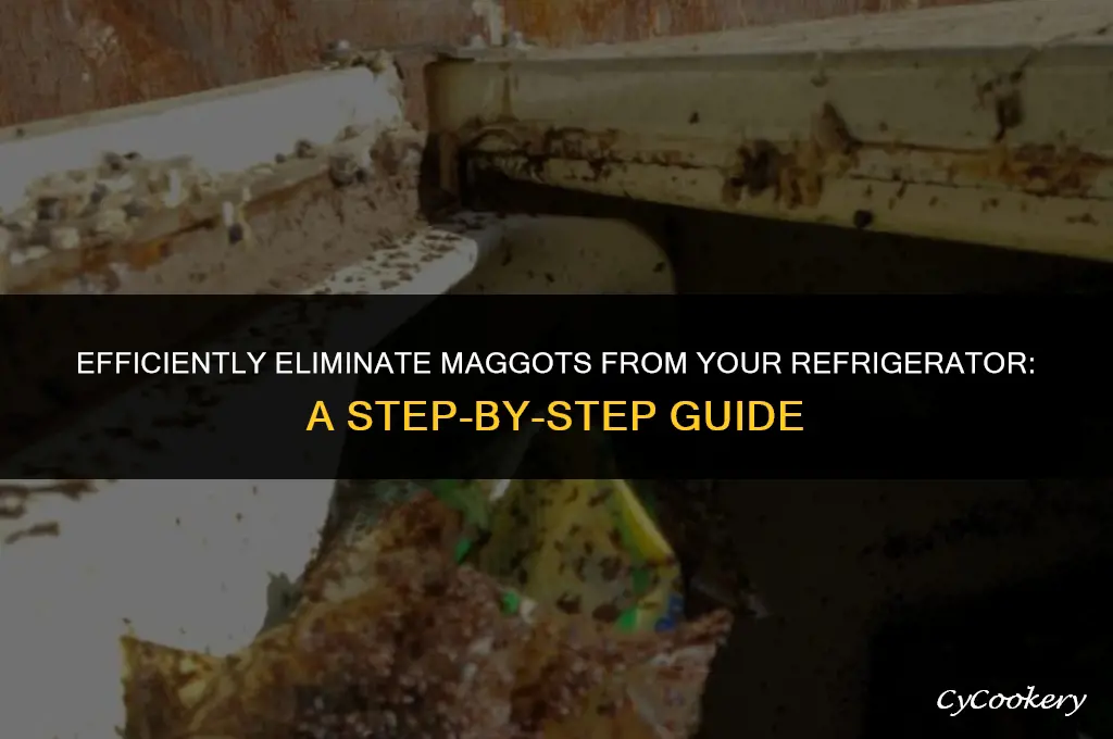 how to clean maggots out of a refrigerator