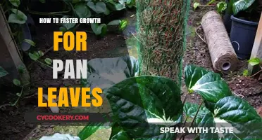 Boosting Pan Leaf Growth: Tips and Tricks