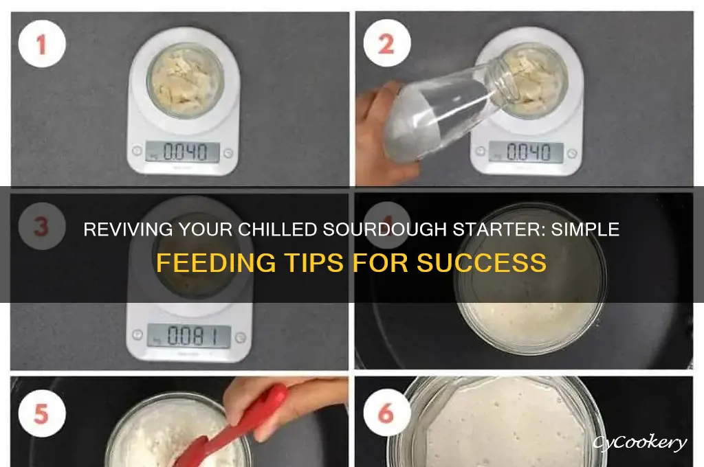 how to feed a refrigerated sourdough starter