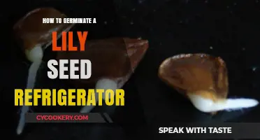 Germinating Lily Seeds: A Simple Refrigerator Method for Success