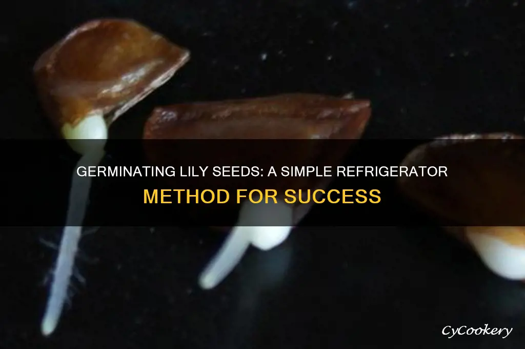 how to germinate a lily seed refrigerator