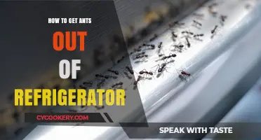 Effective Ways to Eliminate Ants from Your Refrigerator Quickly