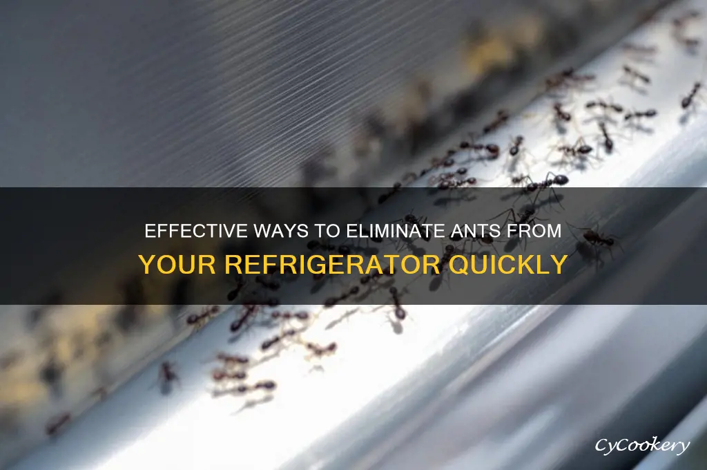how to get ants out of refrigerator