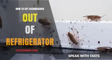 Effective Ways to Eliminate Cockroaches from Your Refrigerator Fast