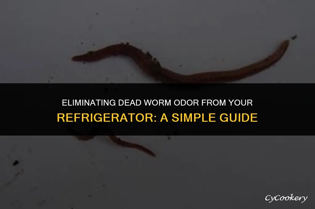 how to get dead worm smell out of refrigerator